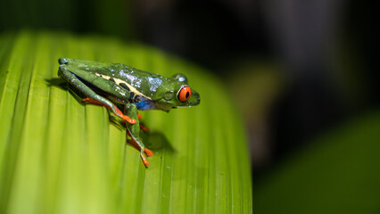 red eyed tree frog