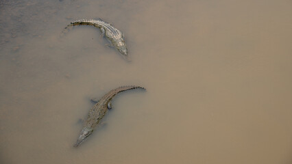 Crocodiles in the rio Tarcoles 