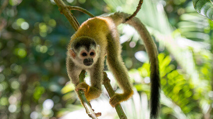 Squirrel monkey in the jungles of Costa Rica