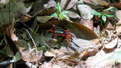 Halloween crab on the rainforest floor