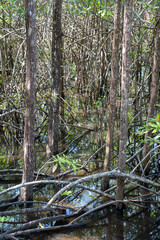 mangrove swamp