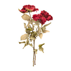 Dry dead rose flower stems isolated on transparent background