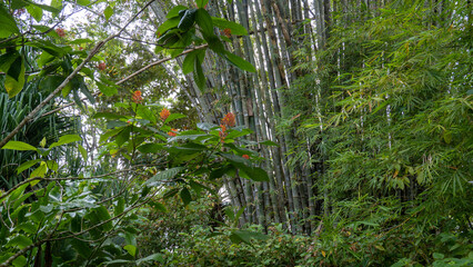 bamboo plant in the rainforest