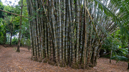 Bamboo groove in the jungle