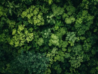 Drone shot of a lush green forest canopy from above - obrazy, fototapety, plakaty