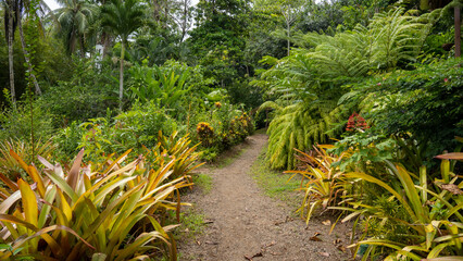 path in the garden - 731804039