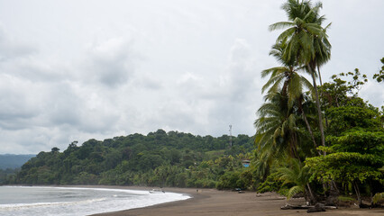palm trees on the beach - 731804093