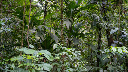 lush jungle vegetation in a rainforest - 731804225
