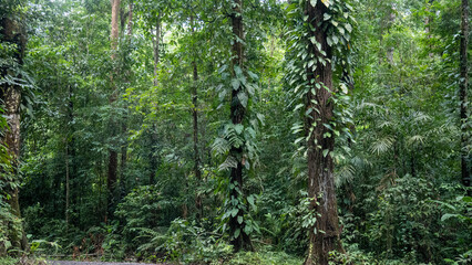 trees covered in lush jungle vegetation - 731804292