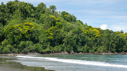 Jungle foliage on the ocean shore - 731804433