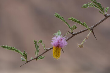 beautiful rural landscape on a summer day against the sky in Kenya