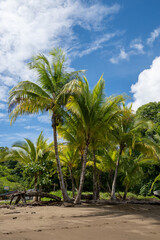 palm trees on the beach - 731804496