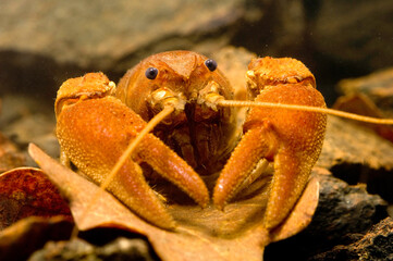 Gambero di fiume italiano (Austropotamobius italicus) Foresta Burgos, Burgos, SS, Sardegna, Italia