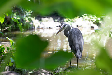 Gray Heron in the wild