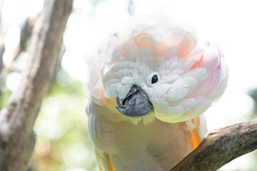 cockatoo in the wild, exotic birds, white parrot, tropics