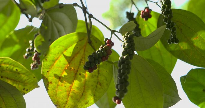 Pepper sprout tree precursor to harvest. Pepper harvest symbolizes agricultural growth vitality Pepper harvest vital for spicy seasoning production marks testament to farming excellence.