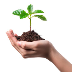 Woman hand holding seeding plant Isolated on transparent background.