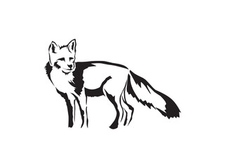 Fox vector hand drawn illustration. Side view of standing animal