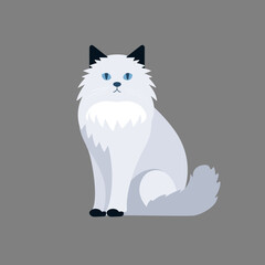 Birman cat  vector illustration isolated transparent background, cut out or cutout t-shirt design