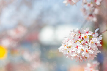 Cherry blossom  flower in spring for background or copy space for text