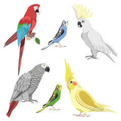 Fototapeta premium Collection of cockatoos, macaws, gray parrots, budgies, cockatiels, isolated on white background. Vector set of birds for your designs.
