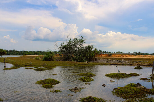 a swamp near the beach during the day with blue cloudy sky.