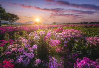 Beautiful flower garden at sunset Near Cheomseongdae in Gyeongju, Gyeongsangbuk-do, Republic of...