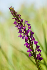 Orchidea, Orchid Orchis palustris