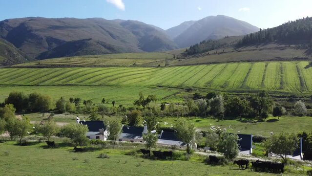 Drone Flight Green Hills Blue Mountains White Birds