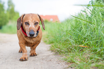 brown old dachshund walking in the nature in fall autumn season