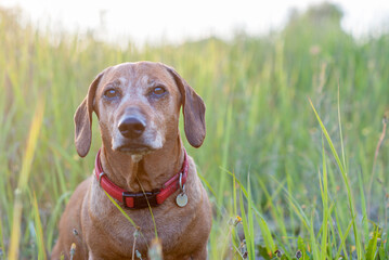 brown old dachshund walking in the nature in fall autumn season