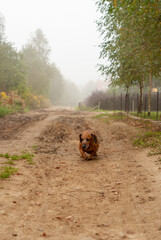 brown old dachshund walking in the nature in fall autumn season