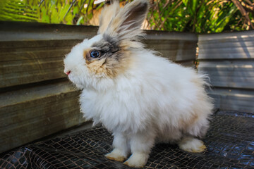 A curious and Beautiful white, fluffy rabbit playing on a mat outdoor.
