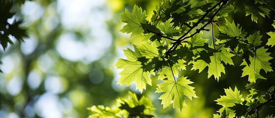 Dappled Light on Forest Leaves