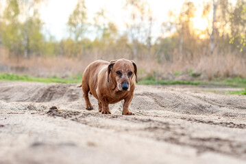 brown old dachshund walking in the nature in fall autumn season