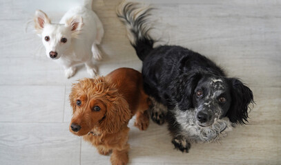 Three dogs of different colors looking at the camera.