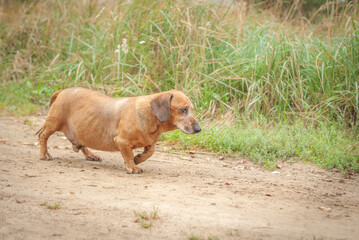 Fototapeta premium brown old dachshund walking in the nature in fall autumn season