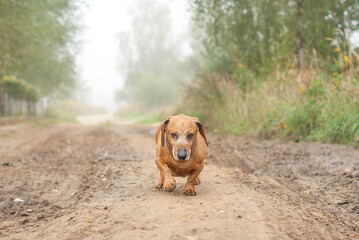 brown old dachshund walking in the nature in fall autumn season