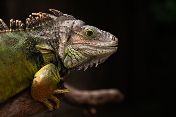 close-up of iguana in the wild, reptile, wildlife, tropics