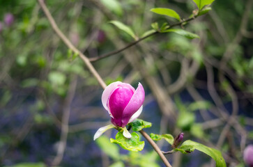 Purple magnolia flower in spring, close up