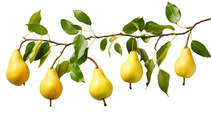 set of branches with ripe delicious pear isolated on white background png