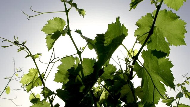 Close-up view of grape leaves growing in a garden