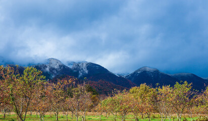 Fototapeta na wymiar The mountain landscape shrouded in mist with autumn trees.