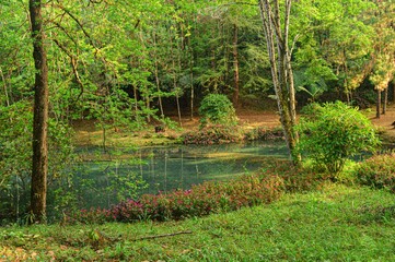 Fototapeta premium the water runs over the lush green grass and the surrounding vegetation