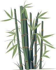 Fototapeta na wymiar Green bamboo plant isolated on a white background.