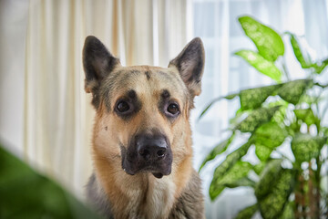 Dog German Shepherd inside of the room in pastel colors with green plants and flowers. Russian eastern European dog veo indoors