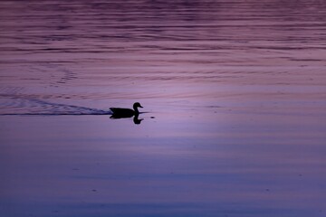 Silhouette of a duck glides on a tranquil lake at purple sunset