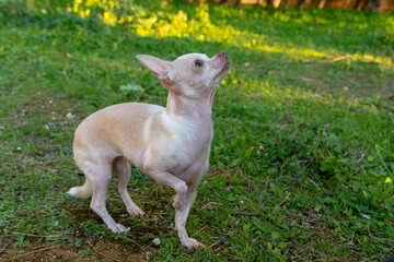 Fototapeta premium Chihuahua playing in the park