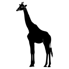 Silhouette giraffe black color only full body