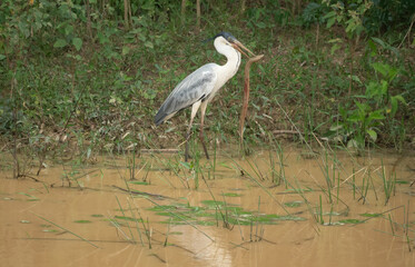 Cocoi heron (Ardea cocoi) eating a water snake, Santa Rosa Protected Park, Rurrenabaque, Beni, Bolivia